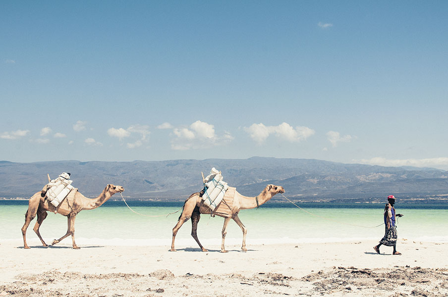 Sur les bords du Lac Assal, une caravane et ses nomades viennent chercher du sel.